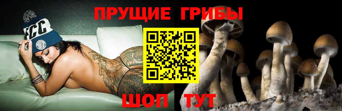 Галлюциногенные грибы Psilocybe Камень-на-Оби